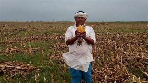 Heavy Rain Wreak Havoc On Maize Crops In Bihar Farmers Face Massive