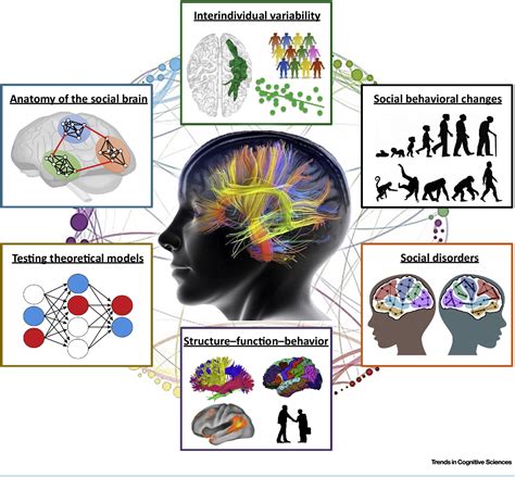 PDF The Original Social Network White Matter And Social Cognition