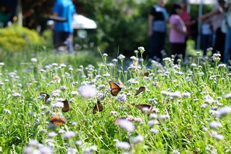 Texas Butterfly Festival Attracts Hundreds For Its 27th Year Tpr