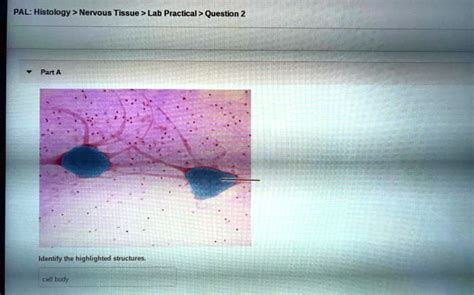 SOLVED PAL Histology Nervous Tissue Lab Practical Question 2