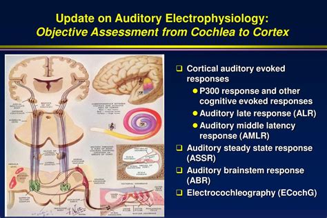 Ppt Update On Auditory Electrophysiology Powerpoint Presentation