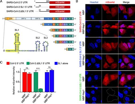 Targeting Stem Loop 1 Of The SARS CoV 2 5 UTR To Suppress Viral