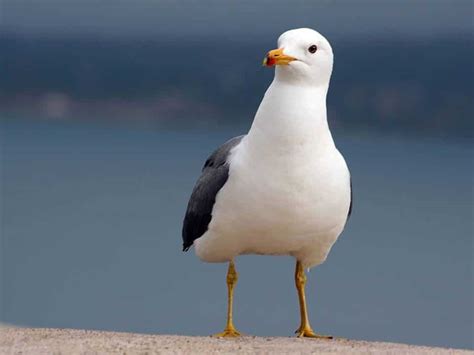 Guía de lectura de La Historia de una gaviota y del gato que la enseñó