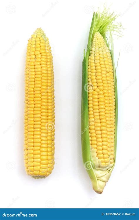 Isolated Corn Stock Photo Image Of Harvest Maize Diet 18359652