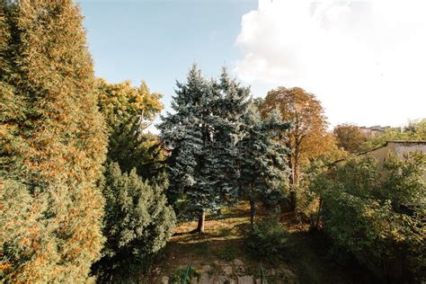 Sprzedam Dom Skar Ysko Kamienna Ulica Limanowskiego M