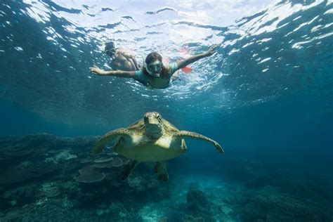 Gallery - Lady Elliot Island Eco Resort Great Barrier Reef