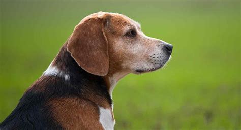 Old Beagle: Everything You Need to Know as Your Dog Ages