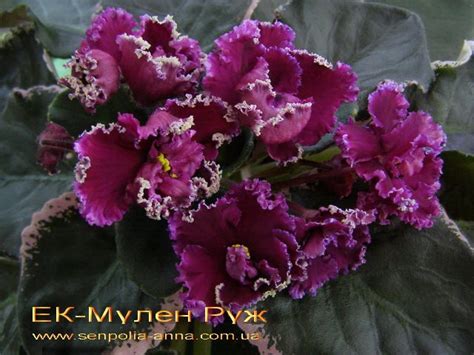 Фиалка ЕК-Мулен Руж