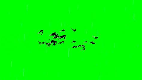 Bird Green Screen Bird Green Screen Flying Bird Green Screen Video