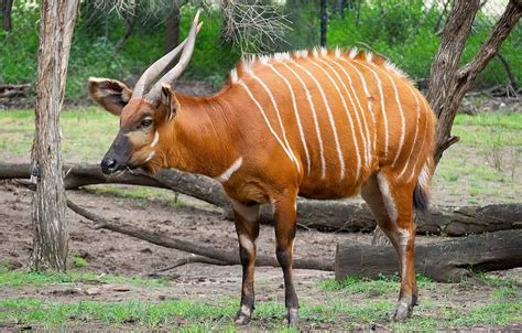 Male Bongo Antelope