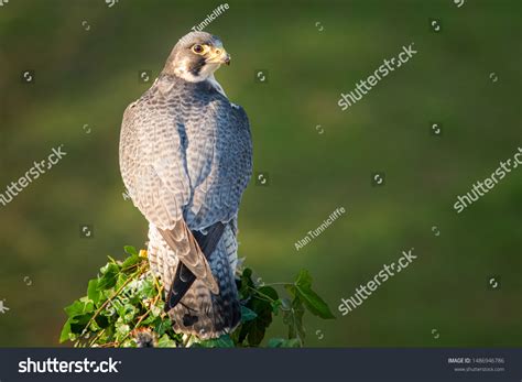 Full Length Portrait Peregrine Falcon Behind Stock Photo 1486946786