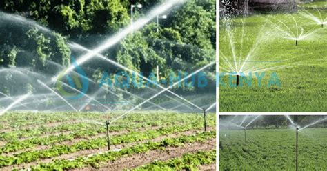 Drip Irrigation In Kenya Best Irrigation Systems In Kenya