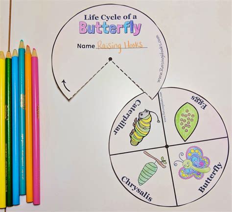 Life Cycle Of A Butterfly Wheel – Raising Hooks