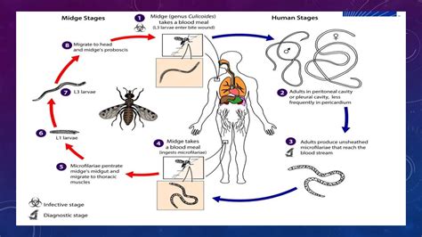 Parasitosis Mansonelosis Y Loasis Medicina Ppt Descarga Gratuita