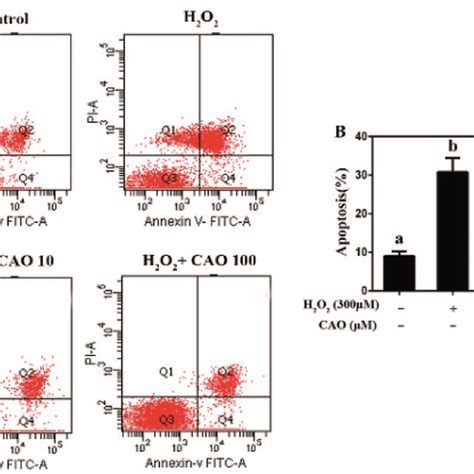 Cao Suppressed H2o2 Induced Apoptosis Hepg2 Cells Were Pre Incubated