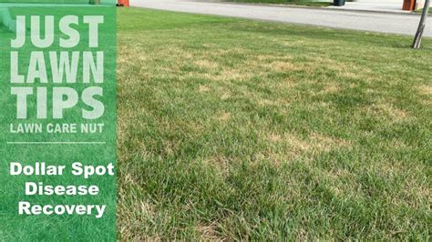 Dollar Spot Lawn Disease Before And After Treatment Youtube