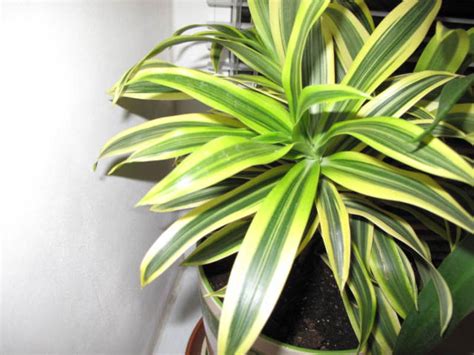 Дерево счастья — драцена: уход и выращивание в домашних условиях