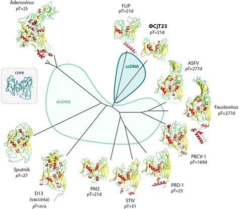 Structural Phylogeny Of Major Capsid Proteins With Double Jelly Roll