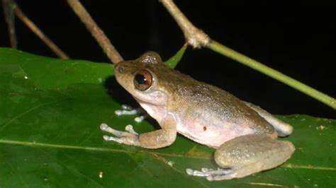 Australian Mountain Mist Frog Officially Extinct Rwanda