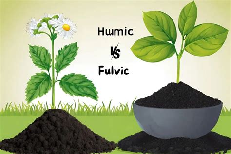 Humic Acid Vs Fulvic Acid What They Are How They Work And How To Use