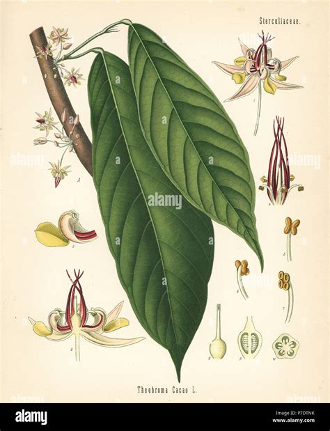 Theobroma Cacao Flower Stock Photos & Theobroma Cacao Flower Stock ...