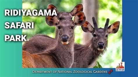 Ridiyagama Safari Park I Department Of National Zoological Gardens