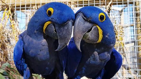 The Worlds Largest Flying Parrot The Hyacinth Macaw Animal