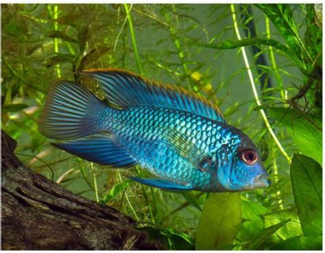 Electric Blue Acara Freshwater Fish Arizona Aquatic Gardens