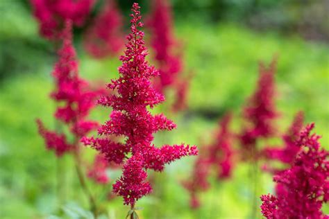 Astilbe Prachtspiere Pflanzen Pflegen Vermehren Sch Ner Wohnen