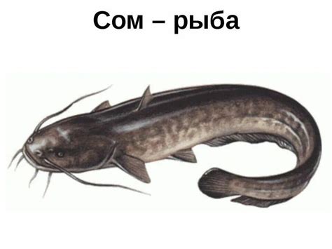 Сом картинка для детей