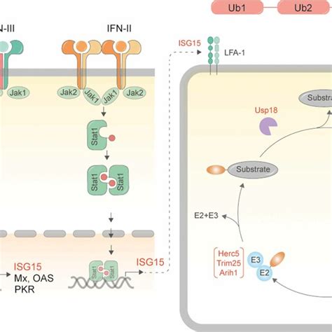 Schematic For Synthesis Of Isg15 And Isgylated Proteins Download