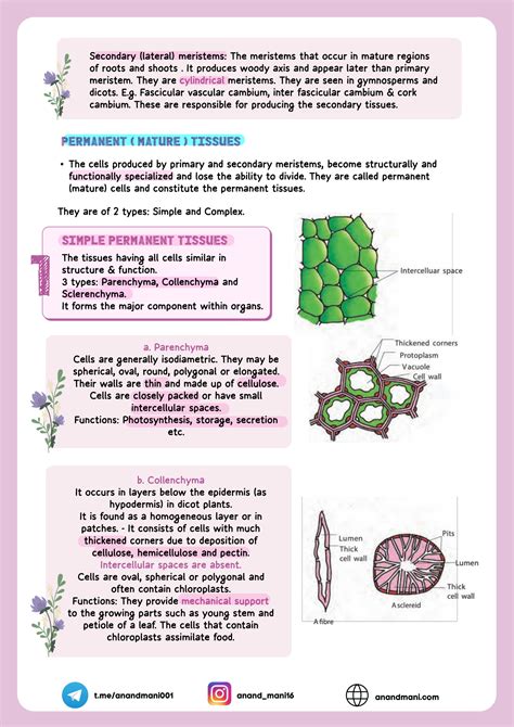 SOLUTION: Anatomy of flowering plant - Studypool