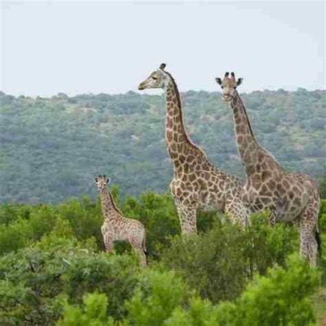 African Wildlife Conservation Experience (South Africa) - Global Vet ...