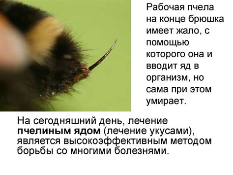 Роль пчелы - презентация онлайн