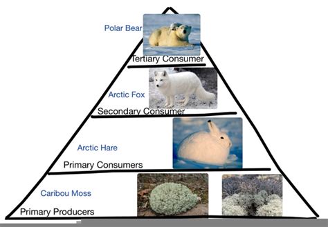 Arctic Food Pyramid