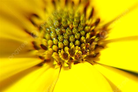 Flower Stamen Pistil