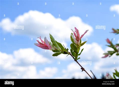 Hakuro Nishiki Hi Res Stock Photography And Images Alamy