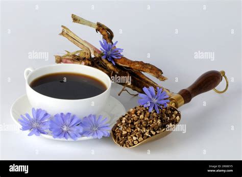 Common Chicory Root Coffee Common Chicory Root Coffee Common Chicory