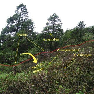 Treeline site right above the virtual treeline is comprised of a sharp... | Download Scientific ...