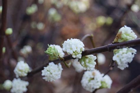 Viburnum Plicatum Cascade Japanse Sneeuwbal Bloemenpark Appeltern