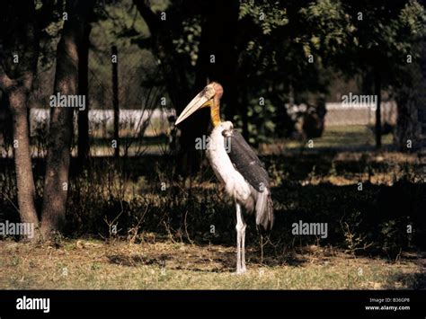 Greater adjutant, Leptoptilos dubius, Uttar Pradesh, India Stock Photo ...