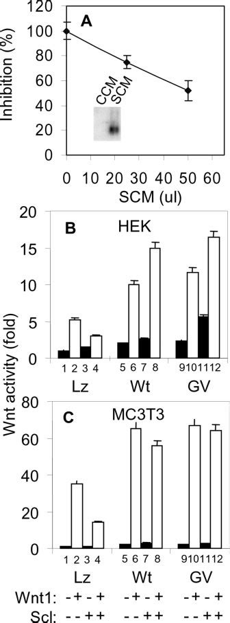 Sclerostin Antagonizes Canonical Wnt Signaling A Effects Of