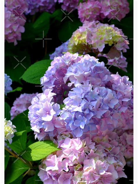 Hydrangeas Country Farmhouse Florals Blue Hydrangeas Pink