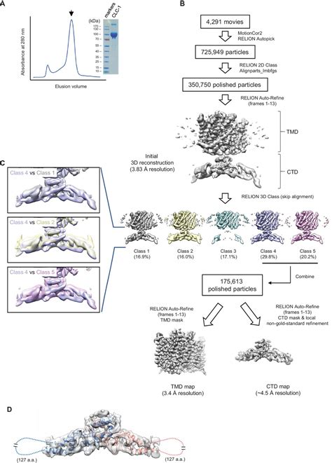 Figures And Data In Structure Of The Clc Chloride Channel From Homo