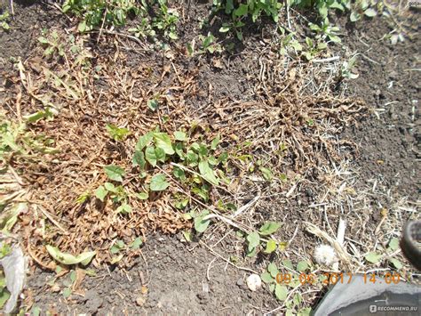 Гербицид от пырея: как избавиться от сорняка, меры борьбы и лучшие средства