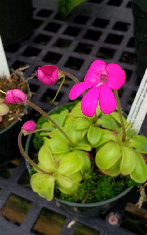 Купить Плотоядные растения Pinguicula mesophytica, rare epiphytic ...
