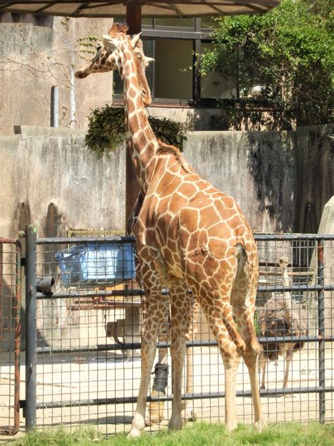 動物シリーズ：グランドシマウマ・キリン：安佐動物公園 ⑯（広島県広島市） Fwssのえっさんブログ