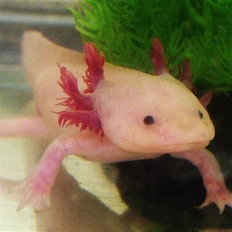 Pink Salamander