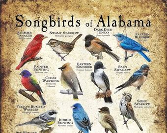 Songbirds Of Minnesota Poster Print Field Guide Etsy