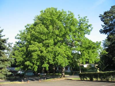 The Worlds Tree Species Eastern Black Walnut Juglans Nigra